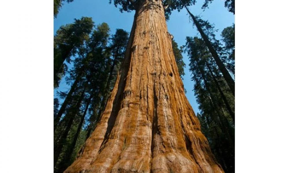 ΗΠΑ: Σεκόγια καίγεται από το καλοκαίρι του 2020!